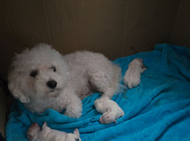 Stunning quality bichon-frise puppies