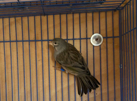 Hen canary for sale