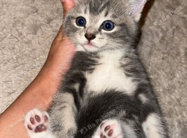 British shorthair x bengal kittens
