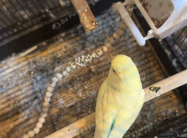 Colourful birds for sale