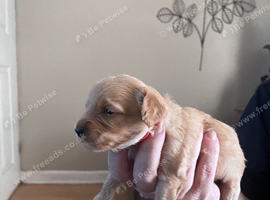 Cavapoo x cockapoo 7 gorgeous pups looking for forever home