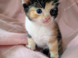 Very pretty kittens, wormed/flead/litter trained Prices vary