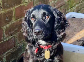 7 Year Old Cocker Spaniel Boy Need a Forever Home