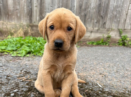 Beautiful litter of fox red Labrador puppies