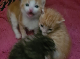 Ginge & White boy Ragdoll & Tiger stripped girl (One left!)