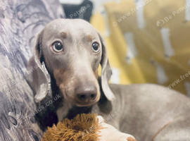 KC PROVEN MINI DAXI STUD