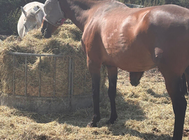 Wanted thoughbred  mare