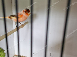 Harlaquins canaries for sale