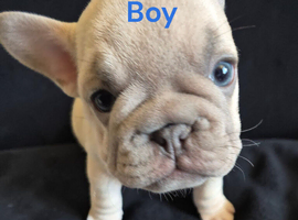 Frenchie boy puppy 9 weeks