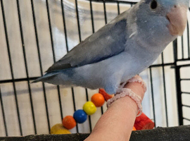 Adult Male Parrotlet with cage