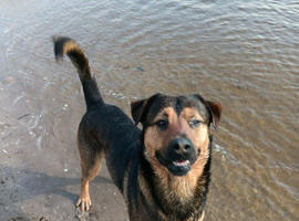 Rottweiler x Belgium Malinoise