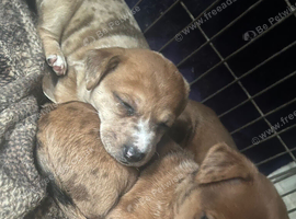 Jack Russell puppies for sale