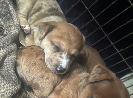 Jack Russell puppies