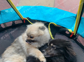 Pomeranian girl for sale