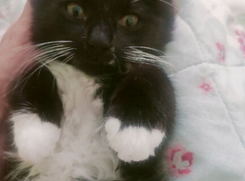 Male kitten