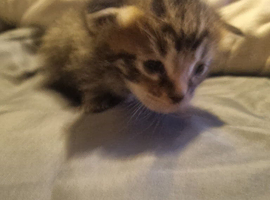 Maincoon babies