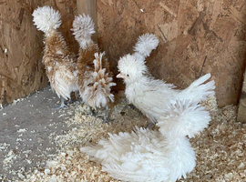 Frizzle feather polish chicks