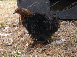 2 pekin pullets