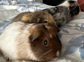 Female baby guinea pigs