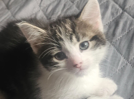 Russian blue /tabby kitten