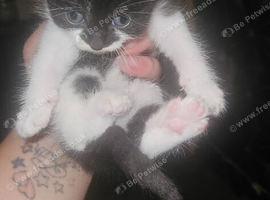 British shorthair x tabby kittens