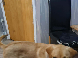 Labrador