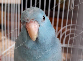 Blue Parrotlet Male