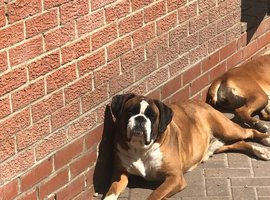 Megan boxer spayed