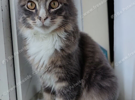 Male maine coon