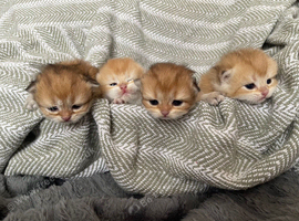 BSH dual registered