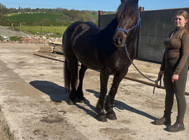 Fresian x irish Cob