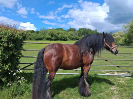 Ruby 6 year old driving mare