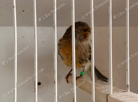 This year brown agate canary hen