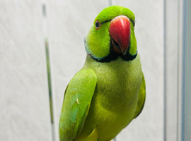 Male green Ringneck Talking Parrot