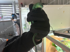 Green keeled bellied lizard pair  2023