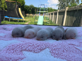 part angora ferret kits