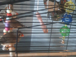 10 zebra finches various colours male an female