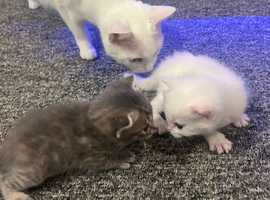 kittens