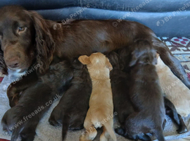 Kc cocker spaniel liver and golden pups born 26/07/26