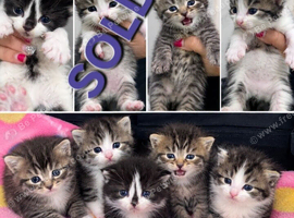 5 Siberian Kittens - 1 Reserved