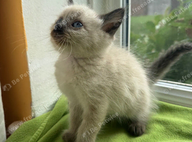 Ragdoll Sweet Kittens + chip, health card, food