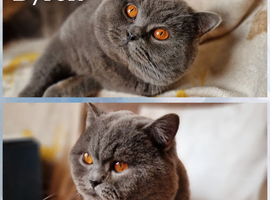 Bsh for stud