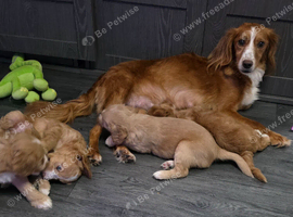 Ready from 11th August - Gorgeous Cockapoo Puppies
