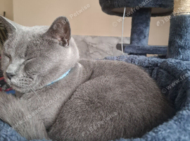 19 month old blue british short hair male
