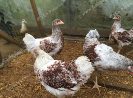 Breeding Quartet of Splash Wyandottes
