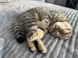 ️ Scottish Fold Kitten Looking for a Loving Home ️