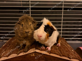 Two male guinea pigs