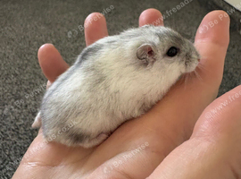 Pedigree Winter White Hamsters for Sale