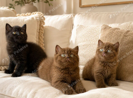 British shorthair kittens ready now