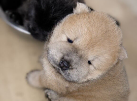 Blue chow chow puppies
